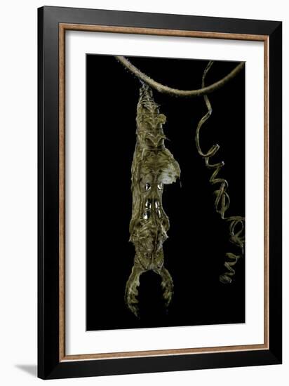 Heliconius Charitonia (Zebra Longwing) - Pupa on Passion Flower Tendril-Paul Starosta-Framed Photographic Print