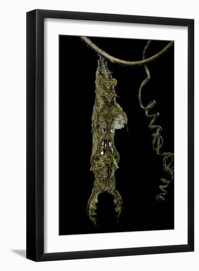 Heliconius Charitonia (Zebra Longwing) - Pupa on Passion Flower Tendril-Paul Starosta-Framed Photographic Print