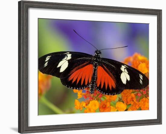 Heliconius Doris in Red Phase Resting on Lantana-Darrell Gulin-Framed Photographic Print