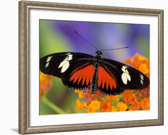 Heliconius Doris in Red Phase Resting on Lantana-Darrell Gulin-Framed Photographic Print