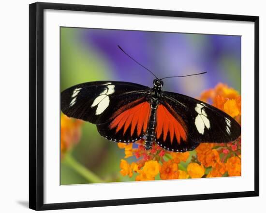 Heliconius Doris in Red Phase Resting on Lantana-Darrell Gulin-Framed Photographic Print