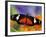 Heliconius Doris in Red Phase Resting on Lantana-Darrell Gulin-Framed Photographic Print