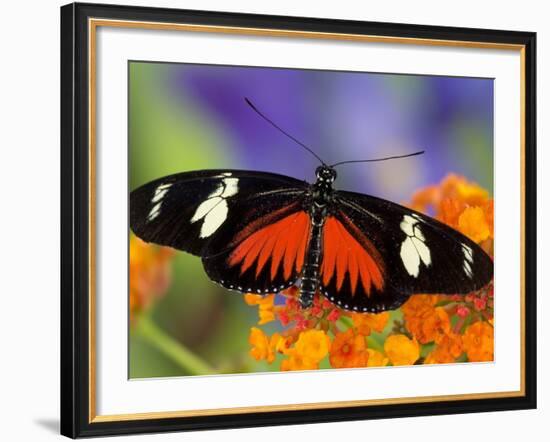 Heliconius Doris in Red Phase Resting on Lantana-Darrell Gulin-Framed Photographic Print