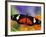 Heliconius Doris in Red Phase Resting on Lantana-Darrell Gulin-Framed Photographic Print