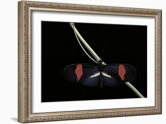 Heliconius Erato (Crimson-Patched Longwing, Red Postman) - Male-Paul Starosta-Framed Photographic Print