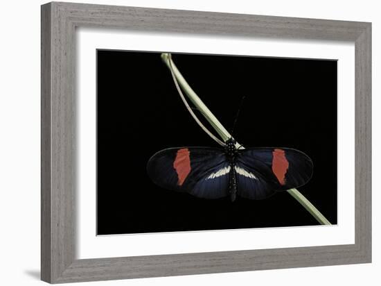 Heliconius Erato (Crimson-Patched Longwing, Red Postman) - Male-Paul Starosta-Framed Photographic Print