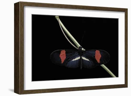 Heliconius Erato (Crimson-Patched Longwing, Red Postman) - Male-Paul Starosta-Framed Photographic Print