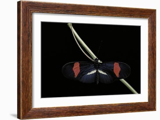 Heliconius Erato (Crimson-Patched Longwing, Red Postman) - Male-Paul Starosta-Framed Photographic Print