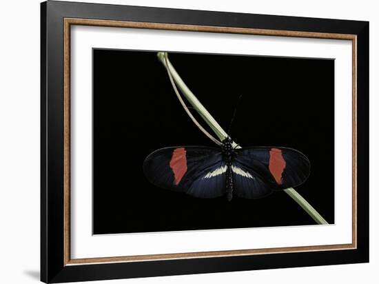 Heliconius Erato (Crimson-Patched Longwing, Red Postman) - Male-Paul Starosta-Framed Photographic Print