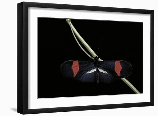 Heliconius Erato (Crimson-Patched Longwing, Red Postman) - Male-Paul Starosta-Framed Photographic Print
