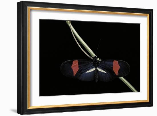 Heliconius Erato (Crimson-Patched Longwing, Red Postman) - Male-Paul Starosta-Framed Photographic Print