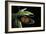 Heliconius Hecale (Tiger Longwing, Golden Heliconian; Golden Longwing)-Paul Starosta-Framed Photographic Print