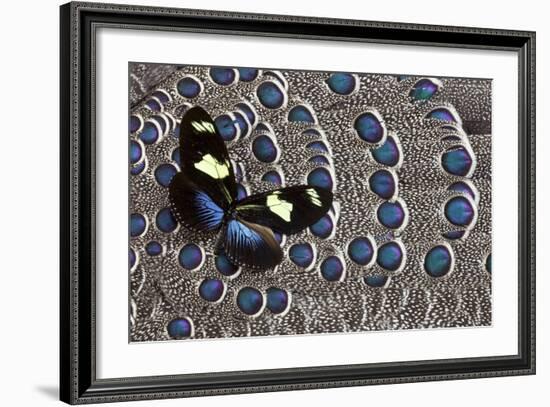 Heliconius Longwing Butterfly on Grey Peacock Pheasant Feather Design-Darrell Gulin-Framed Photographic Print