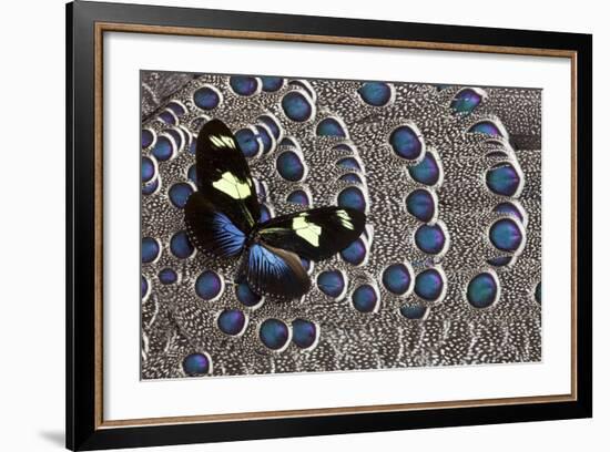 Heliconius Longwing Butterfly on Grey Peacock Pheasant Feather Design-Darrell Gulin-Framed Photographic Print