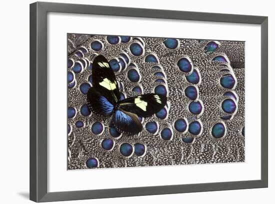 Heliconius Longwing Butterfly on Grey Peacock Pheasant Feather Design-Darrell Gulin-Framed Photographic Print