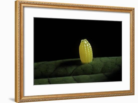 Heliconius Melpomene (Postman Butterfly) - Egg on Passion Flower Leaf-Paul Starosta-Framed Photographic Print