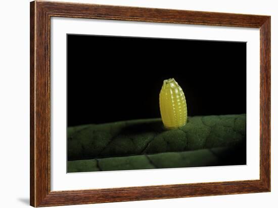 Heliconius Melpomene (Postman Butterfly) - Egg on Passion Flower Leaf-Paul Starosta-Framed Photographic Print