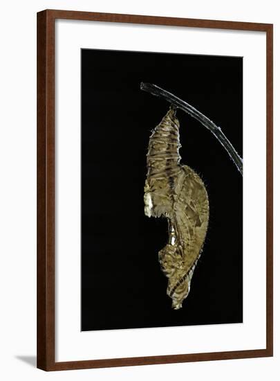 Heliconius Melpomene (Postman Butterfly) - Pupa-Paul Starosta-Framed Photographic Print