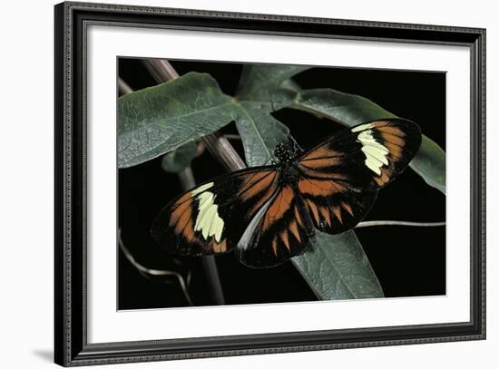 Heliconius Melpomene (Postman Butterfly)-Paul Starosta-Framed Photographic Print