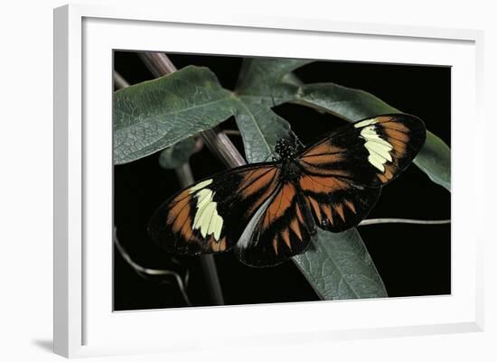 Heliconius Melpomene (Postman Butterfly)-Paul Starosta-Framed Photographic Print