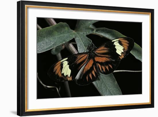 Heliconius Melpomene (Postman Butterfly)-Paul Starosta-Framed Photographic Print