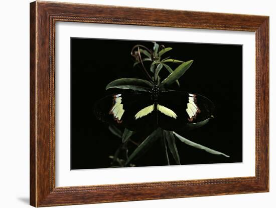 Heliconius Melpomene (Postman Butterfly)-Paul Starosta-Framed Photographic Print