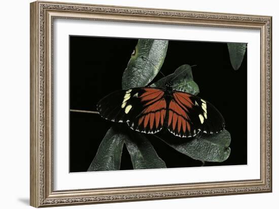 Heliconius Melpomene (Postman Butterfly)-Paul Starosta-Framed Photographic Print