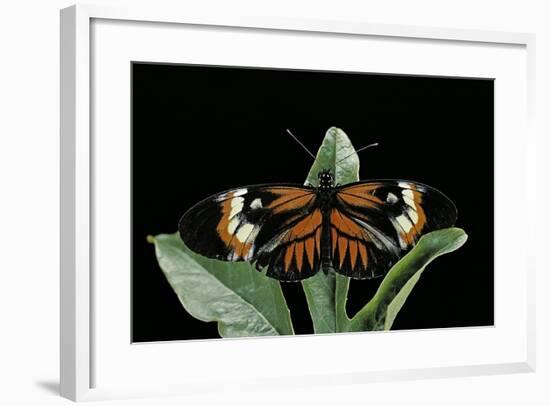 Heliconius Melpomene (Postman Butterfly)-Paul Starosta-Framed Photographic Print