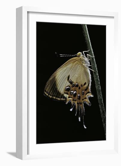 Helicopis Cupido (Cupido Metalmark Butterfly) - Female-Paul Starosta-Framed Photographic Print