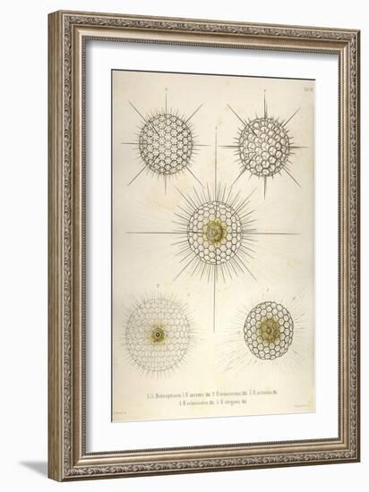 Heliosphaera-Ernst Haeckel-Framed Art Print