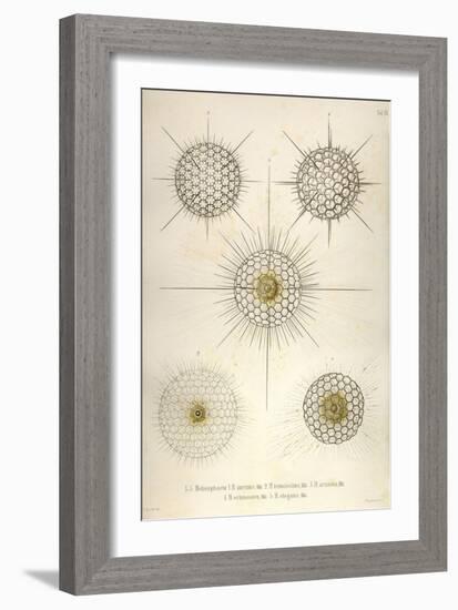 Heliosphaera-Ernst Haeckel-Framed Art Print