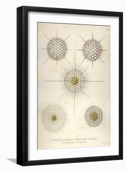 Heliosphaera-Ernst Haeckel-Framed Art Print