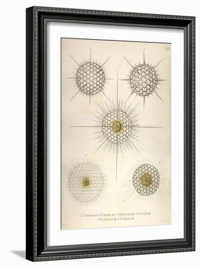 Heliosphaera-Ernst Haeckel-Framed Art Print