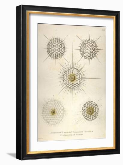 Heliosphaera-Ernst Haeckel-Framed Art Print