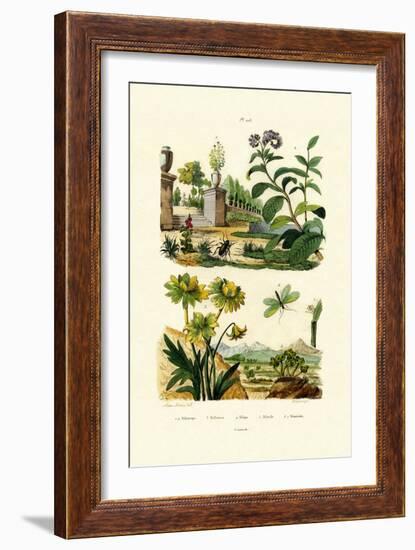 Heliotrope, 1833-39-null-Framed Giclee Print