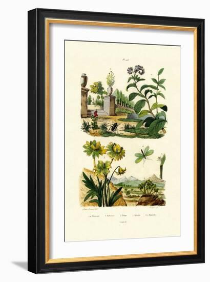 Heliotrope, 1833-39-null-Framed Giclee Print