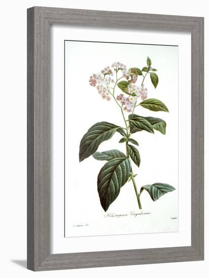 Heliotrope-Pierre-Joseph Redouté-Framed Giclee Print