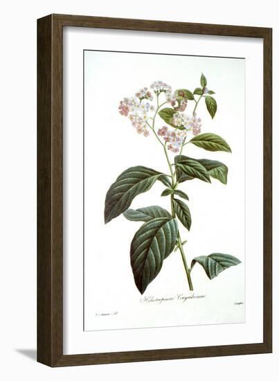 Heliotrope-Pierre-Joseph Redouté-Framed Giclee Print