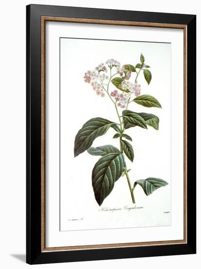 Heliotrope-Pierre-Joseph Redouté-Framed Giclee Print