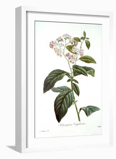 Heliotrope-Pierre-Joseph Redouté-Framed Giclee Print