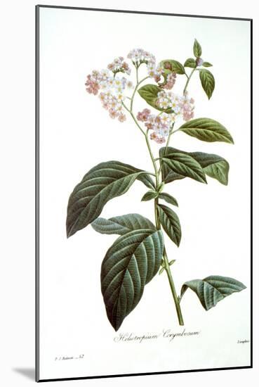 Heliotrope-Pierre-Joseph Redouté-Mounted Giclee Print