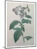 Heliotrope-Pierre-Joseph Redoute-Mounted Art Print