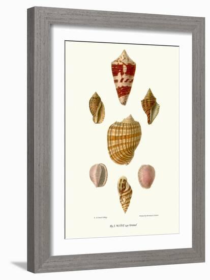 Helix Shells-John Mawe-Framed Art Print