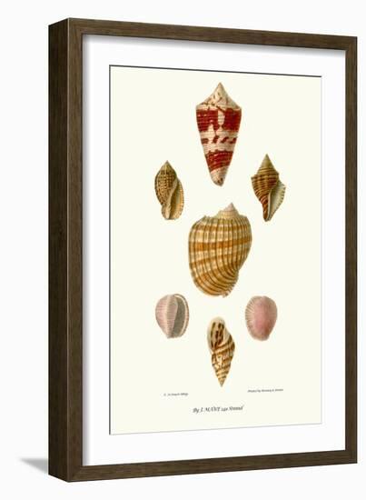 Helix Shells-John Mawe-Framed Art Print