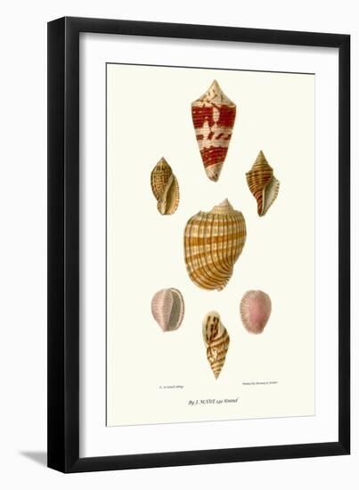 Helix Shells-John Mawe-Framed Art Print