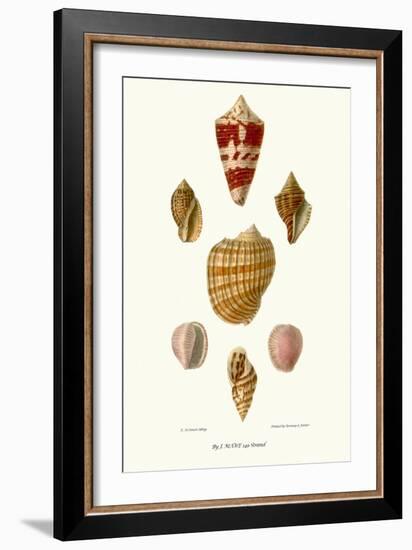 Helix Shells-John Mawe-Framed Art Print