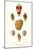 Helix Shells-John Mawe-Mounted Art Print
