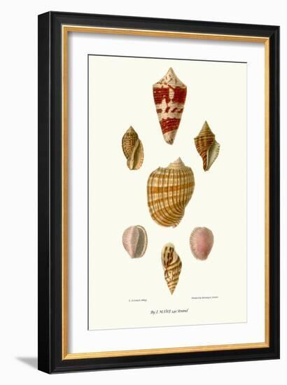 Helix Shells-John Mawe-Framed Art Print