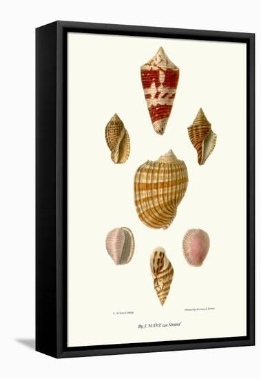 Helix Shells-John Mawe-Framed Stretched Canvas