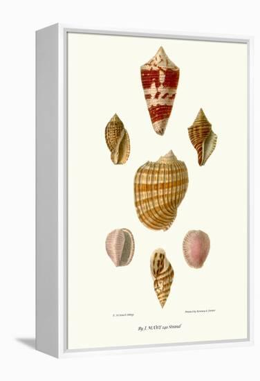 Helix Shells-John Mawe-Framed Stretched Canvas